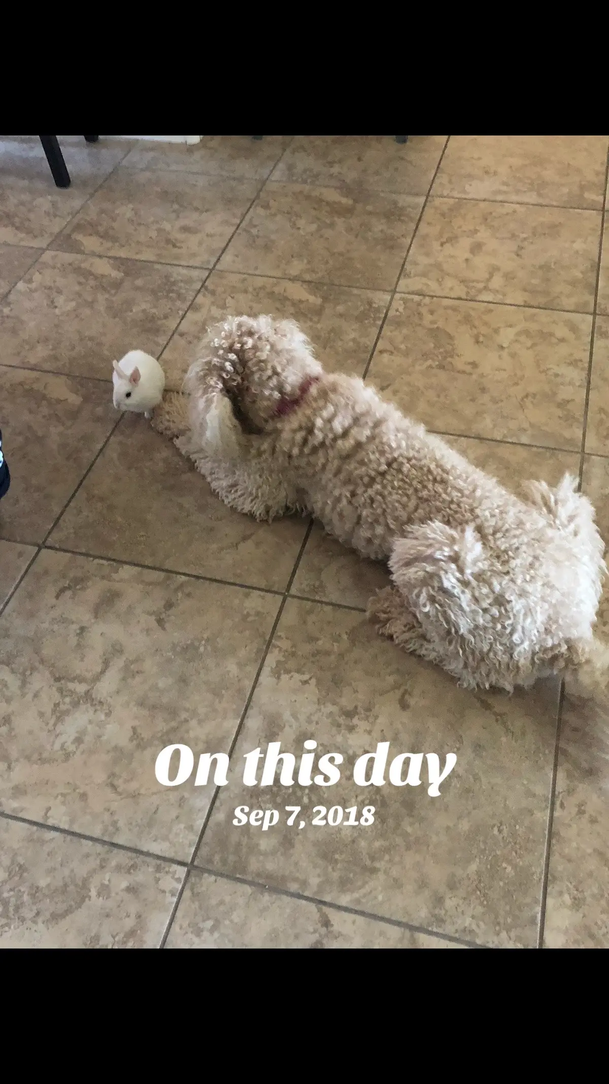 #onthisday  #PetsOfTikTok #pets #poodlesoftiktok 