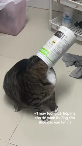 Cô chú nói gì đi.. #giadinhnhadau #mèo #cat 