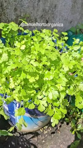 Colheita de Coentro + Dicas de Cultivo #coentro #horta #hortaliça 