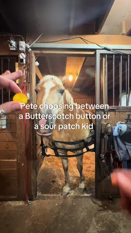 Peter loves this game 🤩