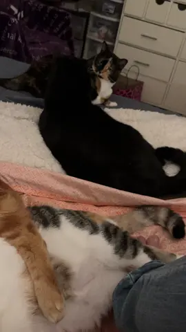 #cats 