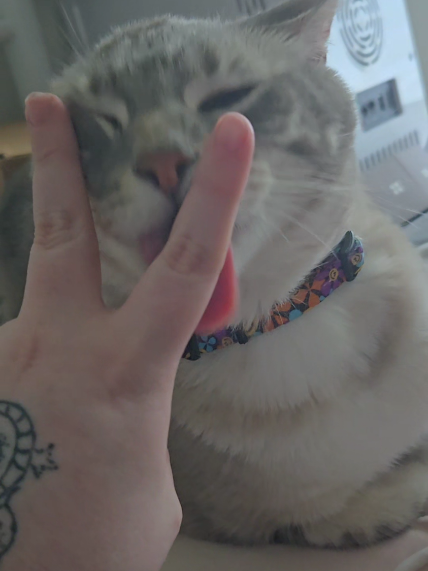 he just wants kisses :(  #cat #trending #fyp #catsoftiktok #viral 