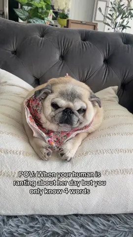 Wish she could talk back 😂 #pugbetsy #pugsoftiktok #puglife #povdog #betsythepugloaf