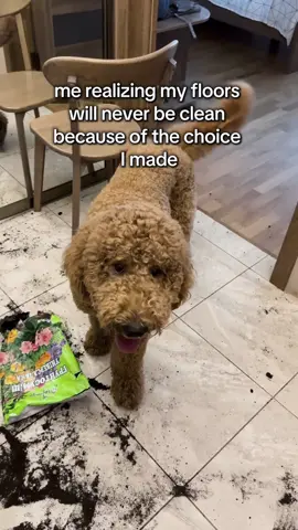 Train the chaos with PawChamp dog training app! #dogsoftiktok #doglover #dogtok #dogmeme #dogsoftiktokviral 