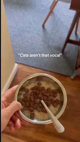 Ollie has a lot to say  #olliewobbles #wobblycatsoftiktok #wobblycat #wobblycatsyndrome #catsoftiktok 
