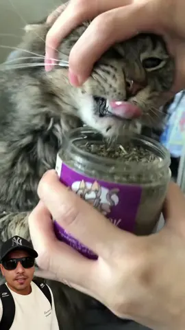 🐾 “Seu gato triste? Joga um Catnip que vira festa! 😸✨ Diversão garantida em segundos!” #gatos #catnip #feliz #cat #felino 