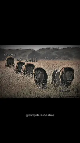 King Notch #lion #roi #king #leao #leon 