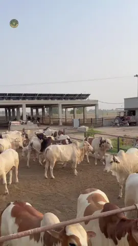 Alhamdolilah,Allah pak hum sab ko kamyab kere Ameen Qurbani lover's are you ready...#tiktokviral #foryoupage❤️❤️ #foryoupageofficiall #karachi #fyppppppppppppppppppppppp 