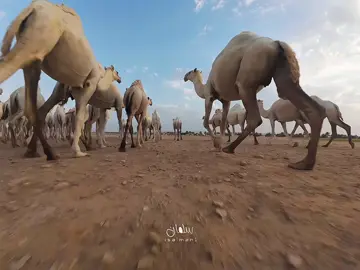 #ابل #القصيم #explore #بريدة #fyp 