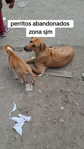 alguien de bueno corazón ❤️  que quiera adoptar a los cachorros que están abandonos pregunte a la dueña de la casa pero al parecer no quieren hacerse responsables  ayuden WhatsApp  951580158  #perritos #adoption #adopcionresponsable #cachorros #rescateanimal 
