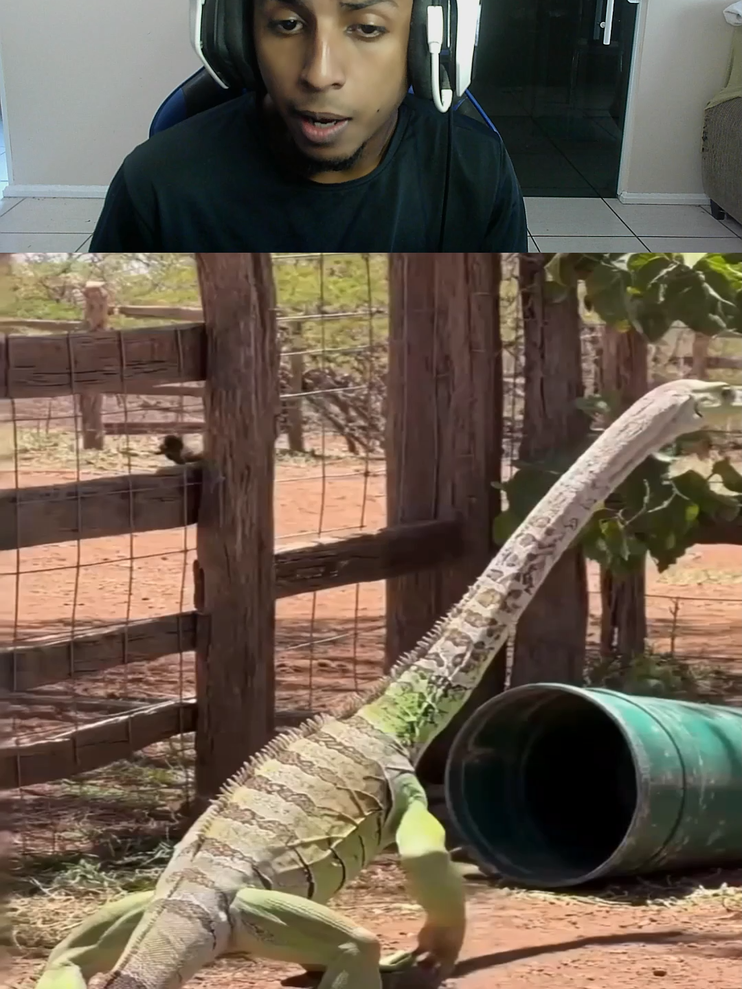 Pero que animal es ese gato? #animals #mitologico #pets