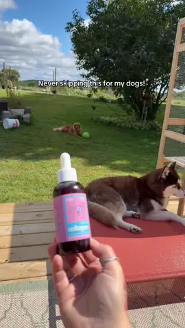 🐶 Taily Collagen is officially part of my dogs’ routine—and they LOVE it mixed in their food. 🥩✨ #TailyCollagen #DogHealth #ShinyCoat #JointSupportForDogs #PetParentLife 