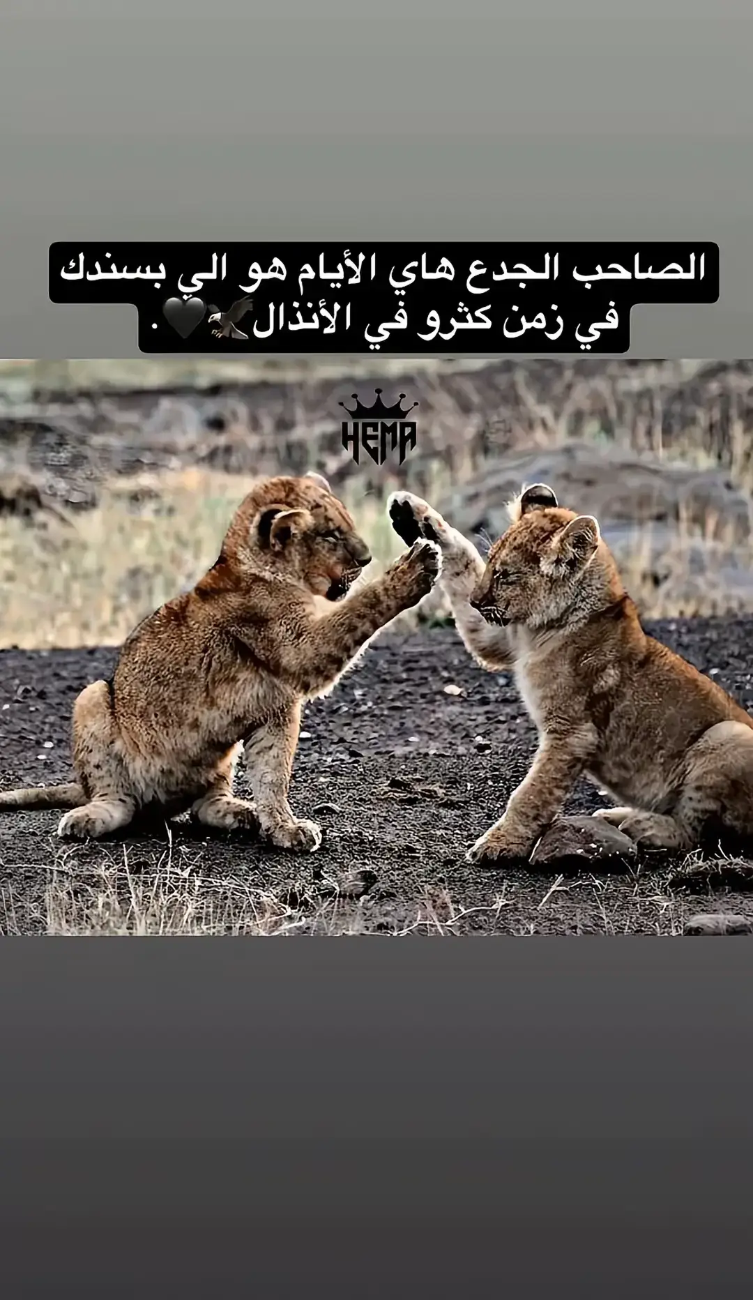 #أعادة_نشر🔃 #ترند #بطلع؟ #بطلع_اكسبلورexplore❥🕊 #رهط_بير_اسبع_اشقيب_عرعره_حوره_بير_هداج 