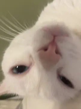 She is sooooo sleepy #cat #kitty #cute #baby #meow 