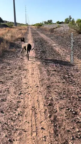 Taking advantage of the cooler mornings #sniffari #peaceful #belladog #malinoismastiff