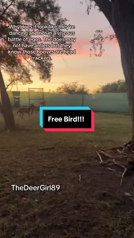 They really are crazy. Don’t get too close to the hooves they will slice you up! Deer zoomies end up in fights haha. My kiddo wanted me to repost it with this song too lol. It’s so fitting he’s great at picking music. #deer #funnyvideo #animalsoftiktok 