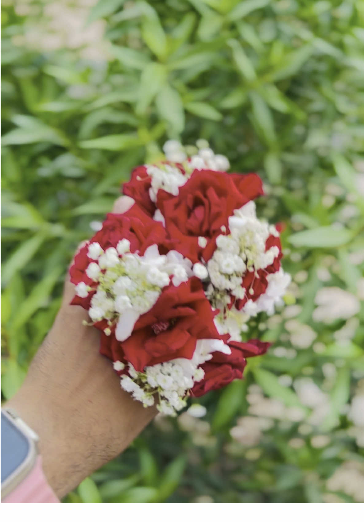 #gajre #nadirflowers @🌹𝐍𝐚𝐝𝐢𝐫 𝐟𝐥𝐨𝐫𝐢𝐬𝐭🌹 @🌹𝐒𝐀𝐑𝐓𝐀𝐉 𝐀𝐁𝐁𝐀𝐒𝐈 🌹 