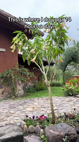 I’m simply suggesting we go to the Temple/Hidden Place @schoolyogainstitute #munaysonqo 