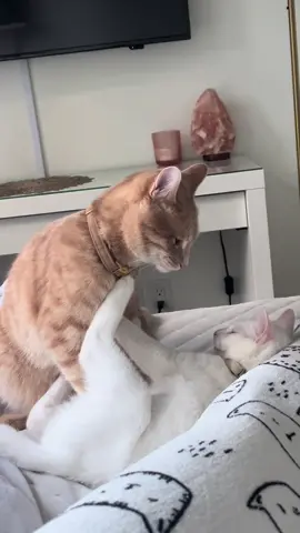 Sometimes they don’t always cuddle 😂 #catsoftiktok #cats #catfight #kittensoftiktok #kittens 