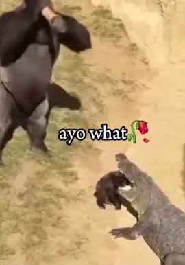 #gorilla #crocidile #fyp #fypシ #fypシ゚viral #xyzbca #x #xybca #xyzabc #explore #explorepage #explorepage✨ #explorepages #zoo #fight #fightnight #run #savoir 