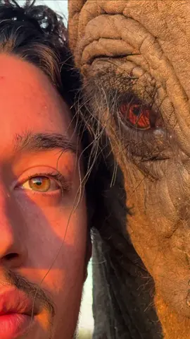 Eyes sleek more then words 👁️🐘 #elephant #bestie 