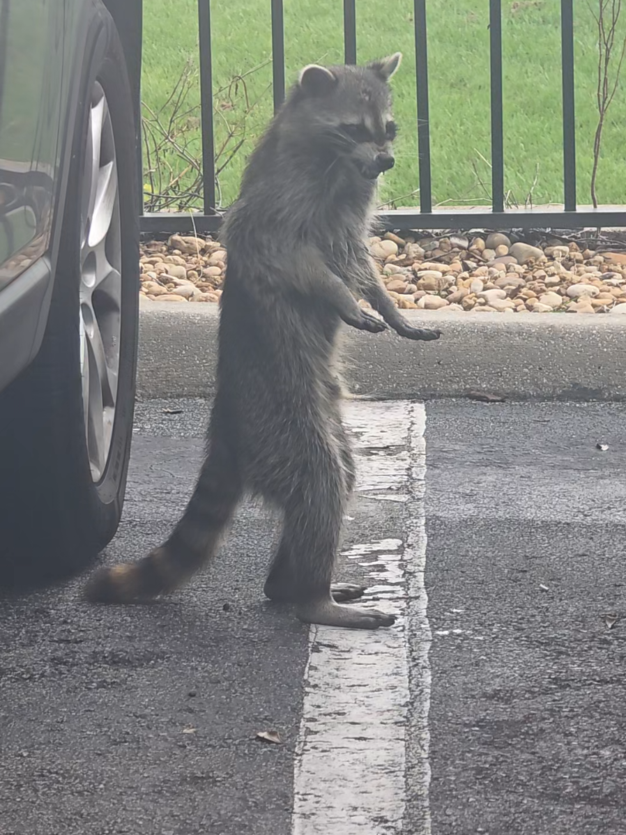 🦝➡️🐺 #rabies #raccoon #scary 