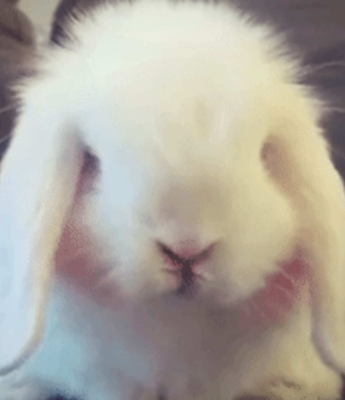 I loved her in cycle 12 of antmmm #allisonharvard #tumblraesthetic #fyp #creepychan #xybca 