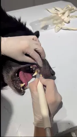 #veterinary #manouba #health #dog #scalingteeth🦷 