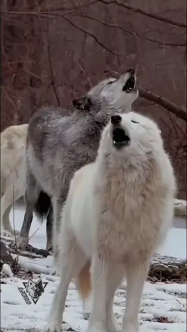 #الذيب_يايمه بلحن سامري حايل 🎶🎵🎼❤️❤️ #متعب_الشعلان @متعب الشعلان 🎤 