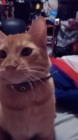 #chester sabe que es guapo y muy amdo es nuestro #alfa #gatuno de la #manadaladridoscelestiales  es el mas guapo poderoso y amoroso #naranjoso 