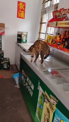 #cute #funny #animals 