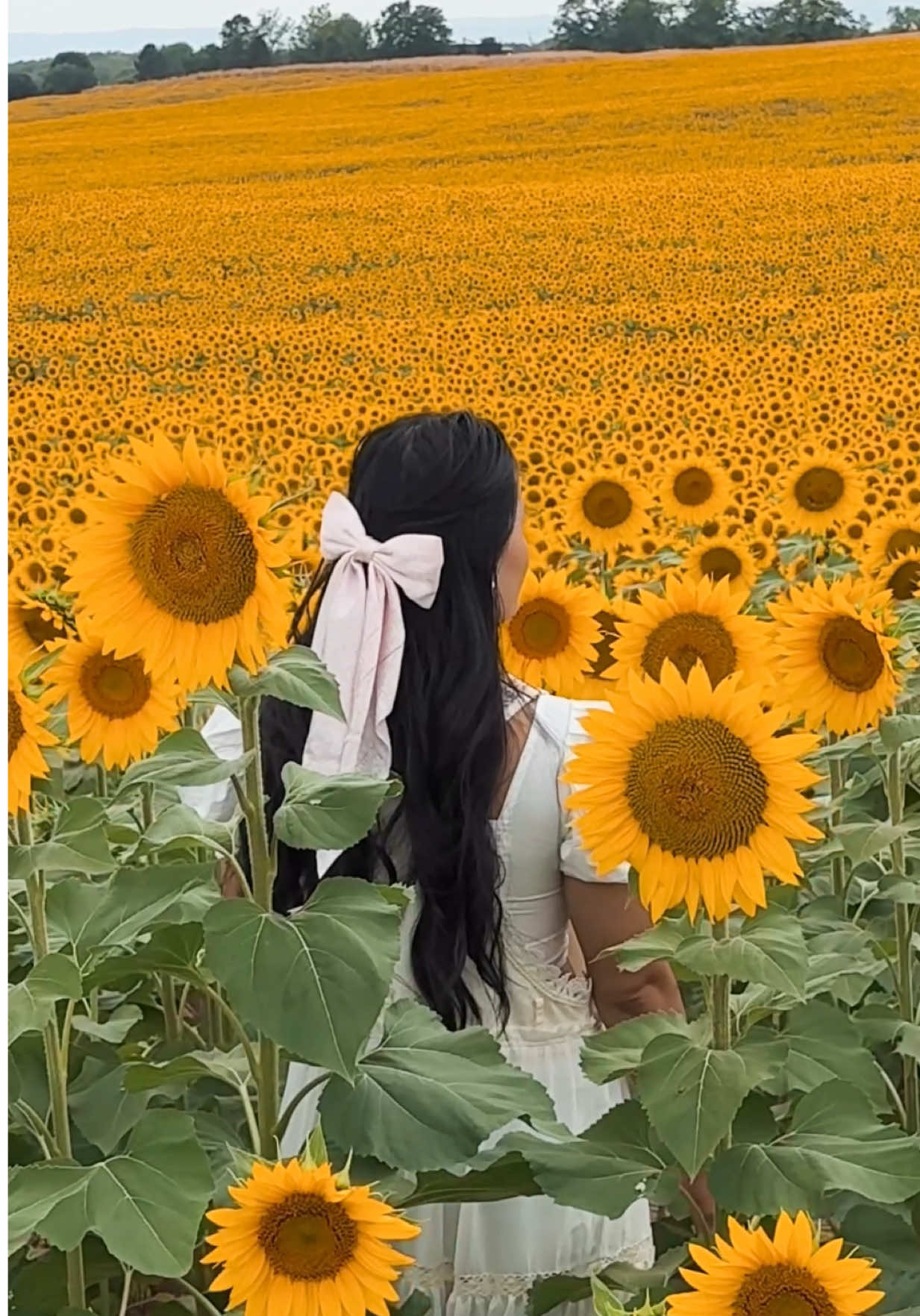 Mesmerized by the beauty of sunflowers 🌻  #sunflowerfield #sunflower #sunflowergarden #tiktokviral#foryoupage 