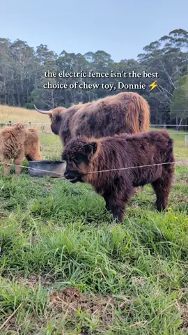 Donnie is in for a shock ⚡ we've spent the last week of dry weather making a start on some major fencing jobs. This end of the paddock hasn't been energised in a few days while we finish the connecting fenceline... And the calves have figured that out! Two of our young cows need extra pellets to support them while they feed their young calves - they calved just weeks after the major flood in May, and this winter has been a less than ideal start to motherhood. So they are separated into temporary feeding pens, to ensure they eat their share. (The older cows don't need any extra and would happily steal theirs!). Yes, this unelectrified temporary fence is enough to keep the adults where they are supposed to be - quiet, well behaved cattle make life SO easy! Donnie, of course, thinks that the fence was put here purely for his own entertainment 😂 He's in for a shock, because the paddock is finally connected to the energiser again... ⚡ Let's hope he figures it out with a body part that isn't his tongue! 😬
