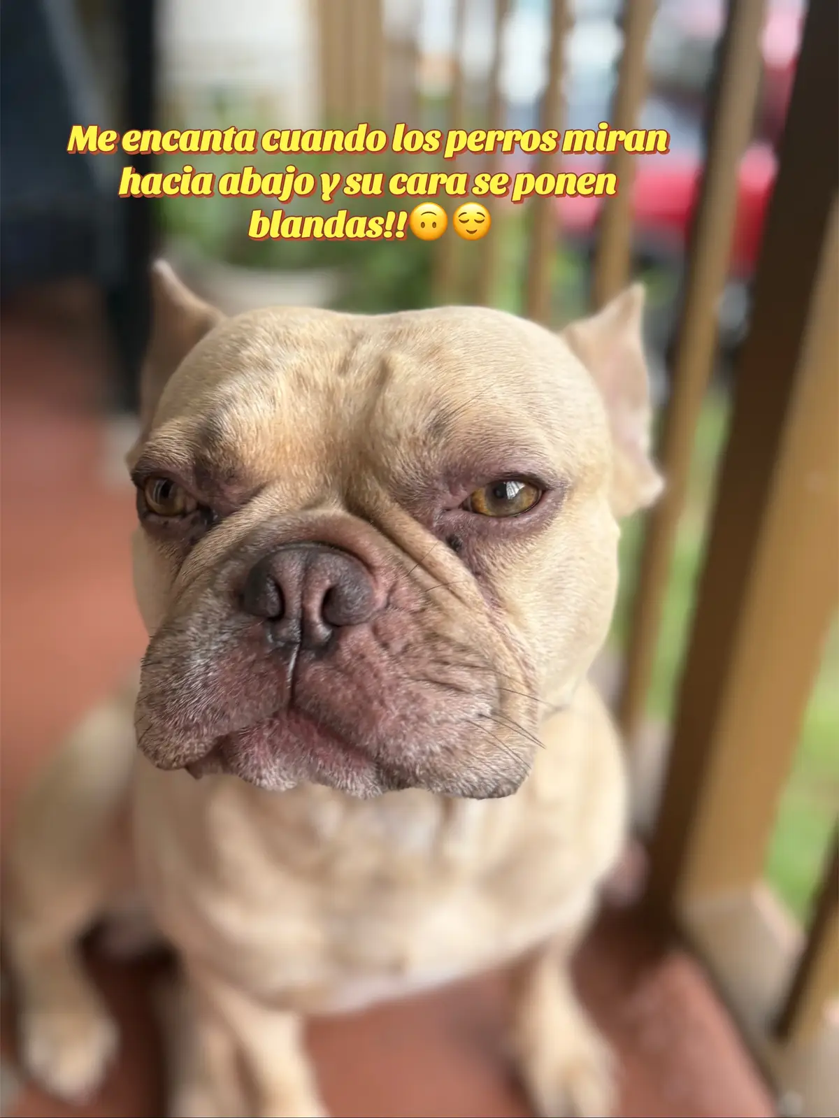Me encanta cuando acabas de despertar ☺️😊#miperritobonito  #☺️😊  #LanguageLearning 