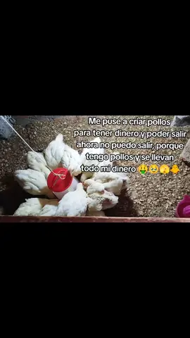 #pollos🐥  triste realidad jaja 🫣🐥😏🤑