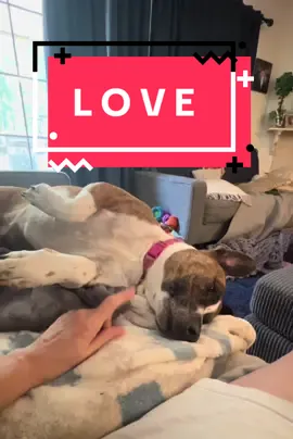 #pipergirl #dogsoftiktok #lazysunday 