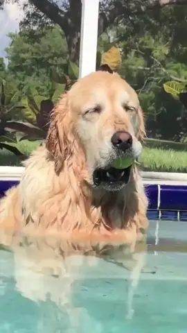 He’s really sleepy.🤣#dog #fyp #funnydog #tiktok #cute #dogsoftiktok #Tiktok #funny #funnypets #sleep #funnydogs #dogsoftiktok #dogvideo #doghumor #puppylove #doglife #funnydogvideos #cutedog #dogcomedy #doglover #happydog #puppyvibes #sillydog #dogreaction #dogtok #dogsofinstagram #petfunny #fyp #goviral #explore 
