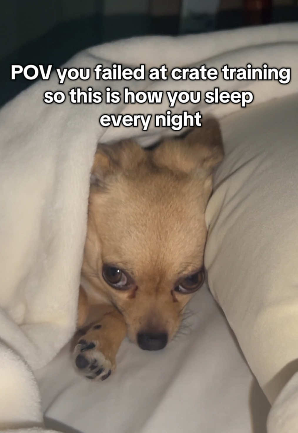 now it’s sheets 2x a week + weekly baths FOREVER 💀 #chihuahua #dog #cosleeping ib:@NorCal 