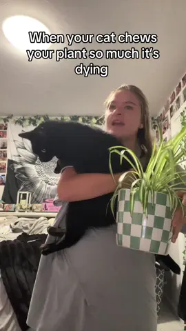 He went right back to eating it after our little talk 😤 any advice on how to save this thing?? #foryou #catsoftiktok #plantmom #spiderplant 