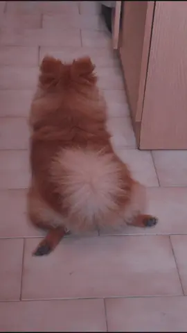 #toffee #spitz #pomeranianpuppy #pomeranian 