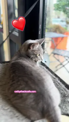 She’s got the zoomies AND the cuddles.. meet the ultimate double threat. Summer is 1 year old, full of energy, and ready to pounce into your life (and heart). This playful queen is searching for her forever home.. could it be yours?! 💛 📍Visit her at Cattyshack Cafe in Fort Myers, FL — she’ll be the one playing AND posing. 👯‍♀️Tag your cat loving bestie! #adoptme #cattok #fortmyers #catcafe #playfulcat 