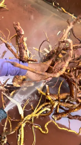 Đồ ngâm tỉu #xuhuong #thinhhanhtiktok #tiktok #thaoduocthiennhien 