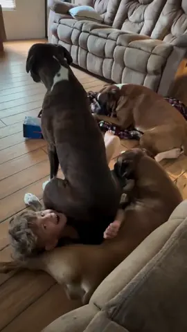 Carmella said: 'If I fits, I sits. Even if it's your little brother's neck 😂#boxerdog #doglife #boxerlife #boxerpuppies #boxerlove