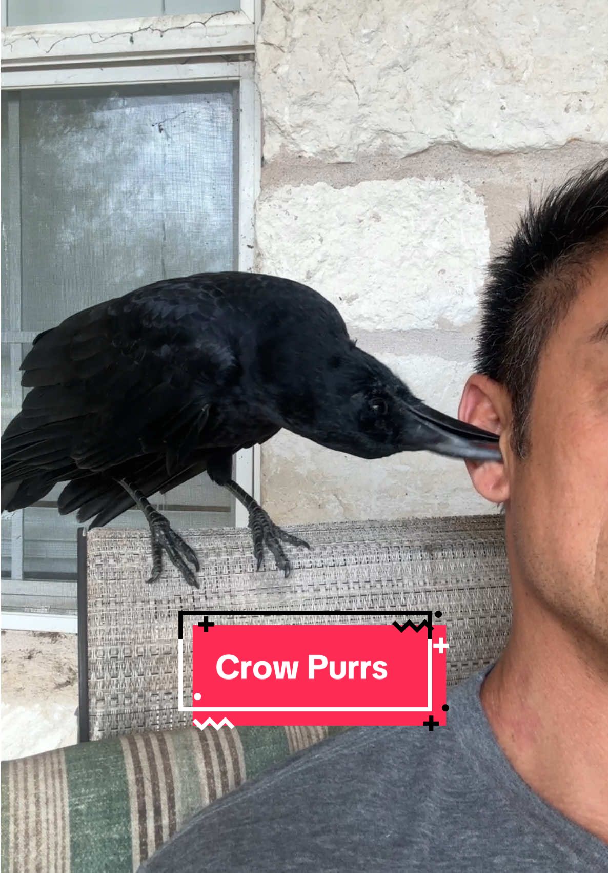 Dont kiss birds.  You might catch ChiHerpes  🤪 my #crow homie purrs when she allows me to pet her.  Its the most adorable thing.  I almost forgive  her for dive bombing me and scratching my face last week cause she didnt like the hat i was wearing .. 🙄. #crows #happycrow #crowtok #crowfriend 