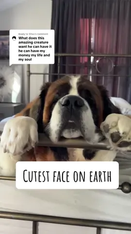 Replying to @Sfwx how am I ever supposed to leave the house when this cute face is watching me get ready #sainbernard #dogsoftiktok #tiktokpets #fyp #foryoupage 