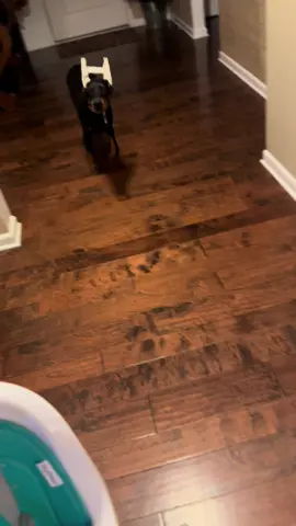 This dog loves to take my stuff all day long 😂😂😂 #doberman #dog #puppy #flowers #vmas 