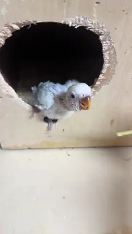 طريقة غر الروز  طريقة تاكيل الروز#طيور_الزينة #اكسبلور  طبعاً يمينك انت مو يمين الطير انتبهو 