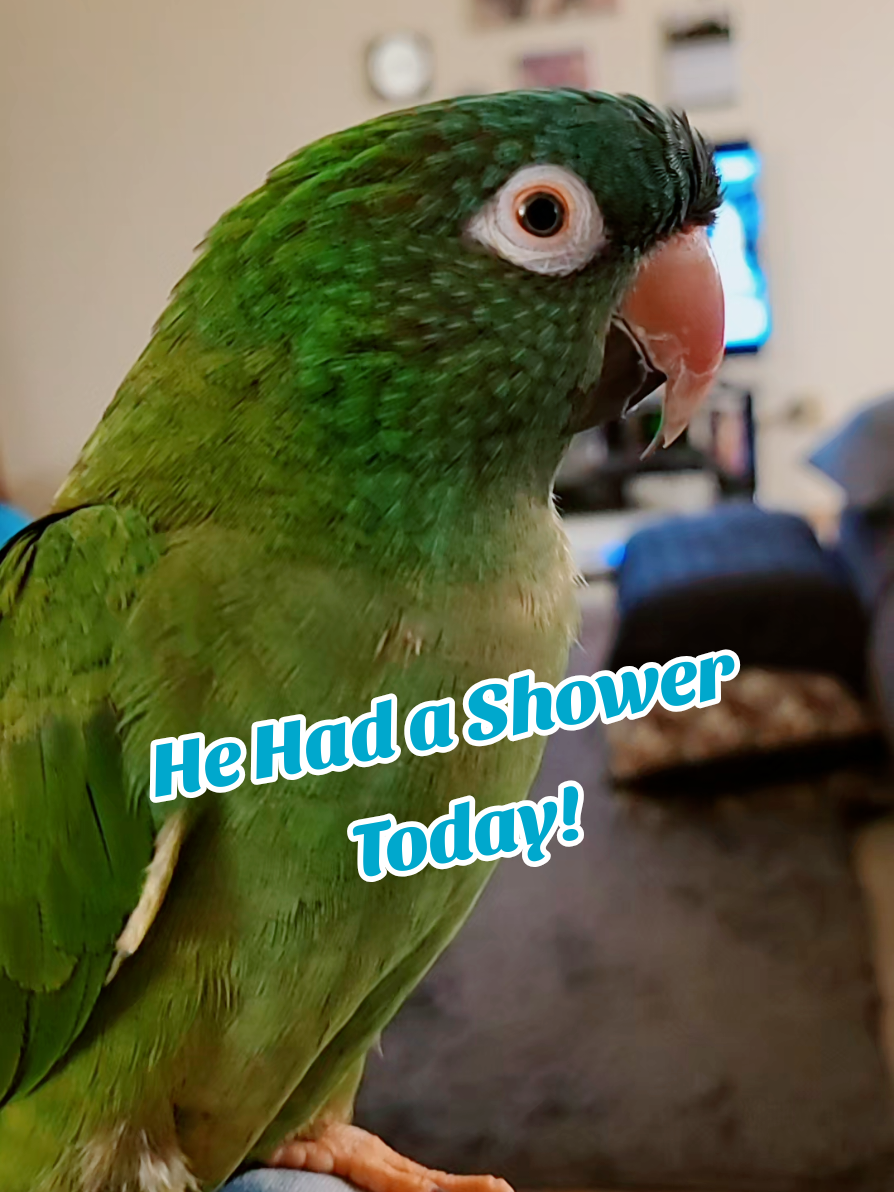 He Had a Shower Today! #talkingbirds #cutebirds #birdsoftiktok #parrotsoftiktok #bird 