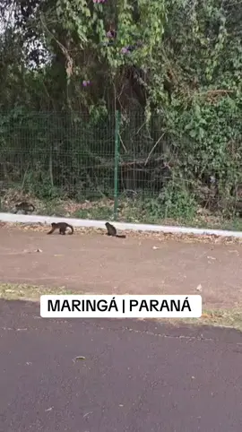 #maringa #maringapr #parana #macaquimho 