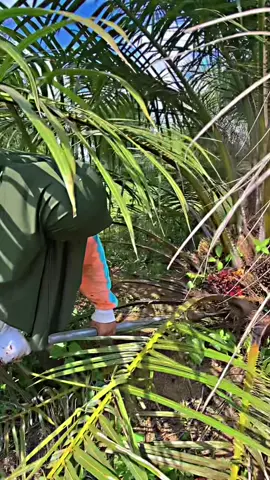 Ini crita nya di tantang suami cukup ambil 1 buah sawit saja kalau bisa hasil penen untuk ku semua, eehh tidak semudah yg di bayangkan 😩🤣 #petaniindonesia🇮🇩🇮🇩🇮🇩🌿🌿 #sawitsumatraindonesia🌴🌴🌴 #petanimuda #CapCut 